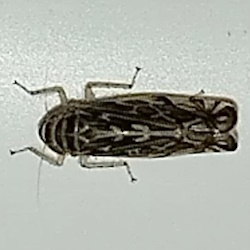 Paralimnus lugens